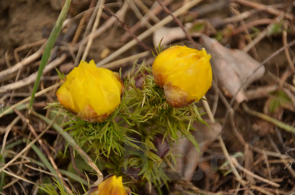 Foto: Adonis vernalis